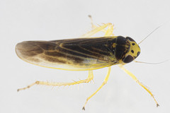 Macrosteles parvidens