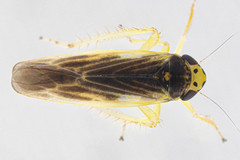 Macrosteles parvidens