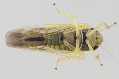 Macrosteles parvidens