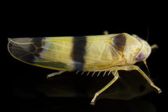 Empoa gillettei