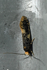Monopis weaverella