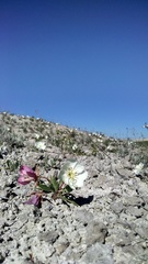 Oenothera albicaulis