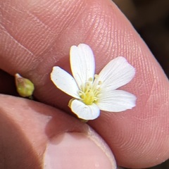 Eremogone ferrisiae