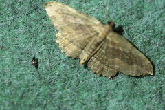 Philereme transversata