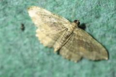 Philereme transversata