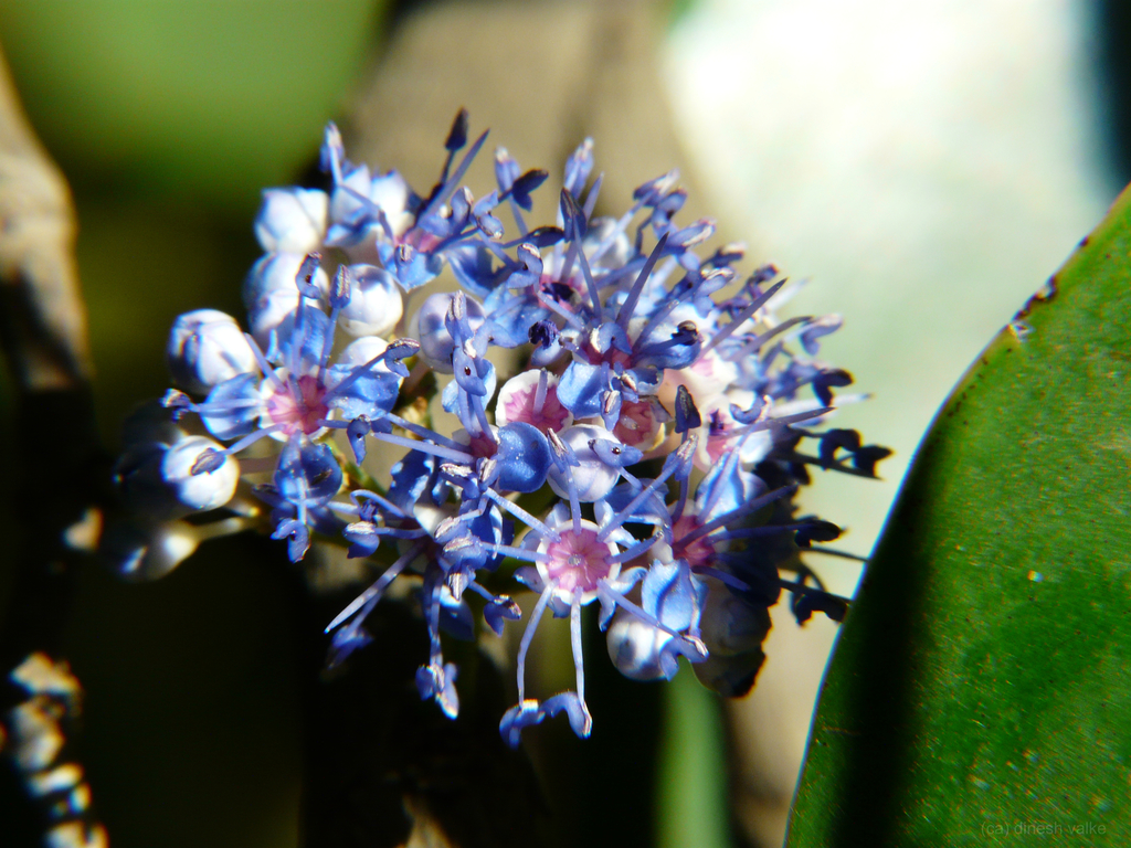 Memecylon ovatum (Memecylon ovatum)
