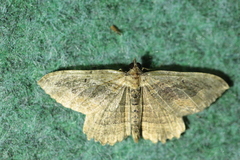 Philereme transversata