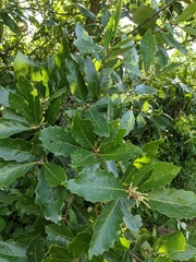 Quercus aliena