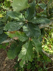 Quercus aliena