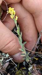 Draba aurea