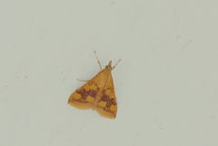 Pyrausta phoenicealis