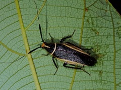 Hemithyrsocera histrio