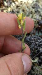 Draba aurea