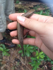 Trachylepis comorensis