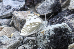 Pontia occidentalis
