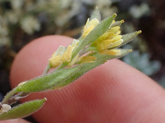 Draba aurea