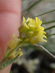 Draba aurea