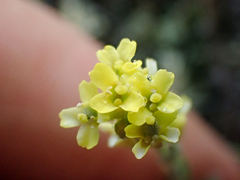 Draba aurea