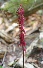 Corallorhiza striata