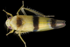 Empoa gillettei