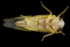 Empoa gillettei