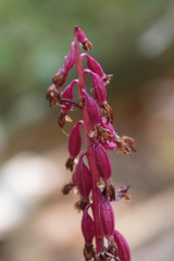 Corallorhiza striata