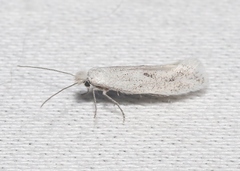 Ypsolopha vintrella