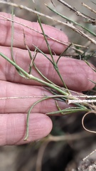 Eremogone ferrisiae