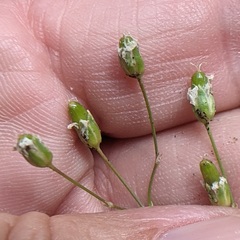 Eremogone ferrisiae