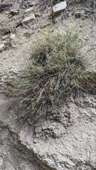 Eremogone ferrisiae