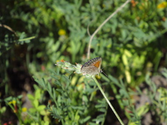 Pseudolucia chilensis