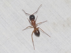 Camponotus semitestaceus