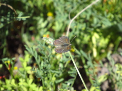 Pseudolucia chilensis