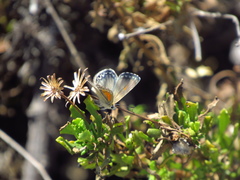 Pseudolucia chilensis