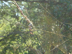 Trichonephila sexpunctata