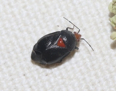 Deraeocoris fulgidus