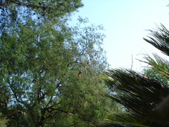 Trichonephila sexpunctata