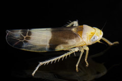 Empoa venusta