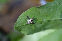 Sciomyzoidea