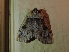 Spodolepis substriataria