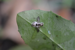 Sciomyzoidea