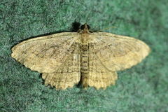 Philereme transversata