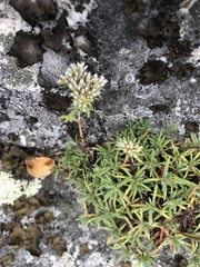 Paronychia argyrocoma