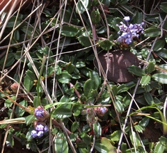 Ceanothus pumilus