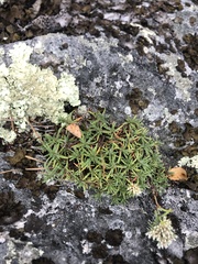 Paronychia argyrocoma