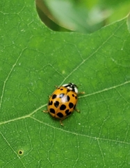 Harmonia axyridis