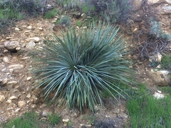 Hesperoyucca