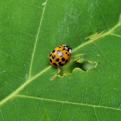 Harmonia axyridis