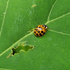 Harmonia axyridis