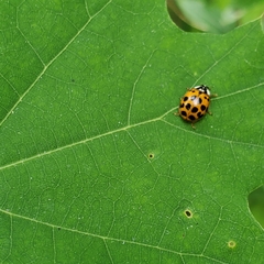 Harmonia axyridis